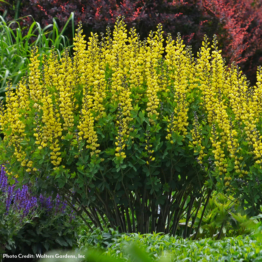 New Perennials