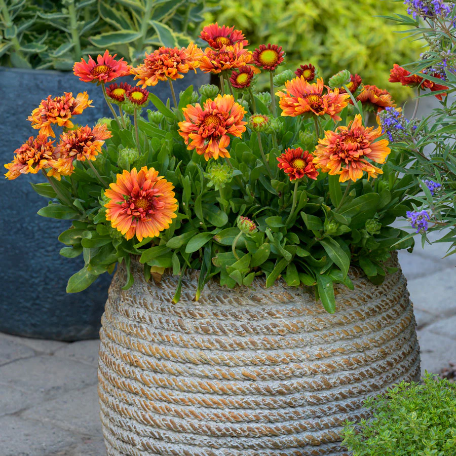 End of Season Sale: Greenhouse Cleanout