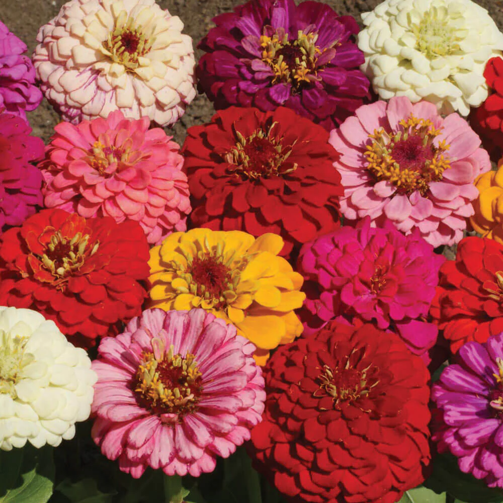New Flowers